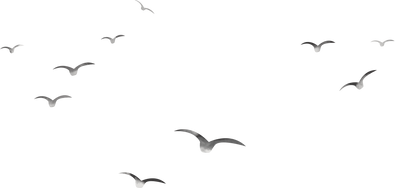 白露国风插画-鸟